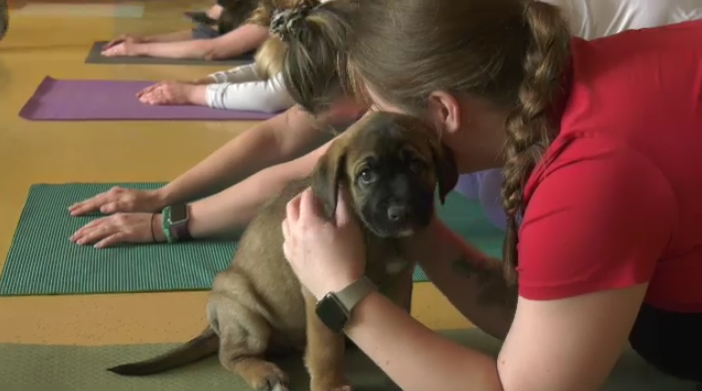 Winnipeg Humane Societys puppy yoga returns [Video]