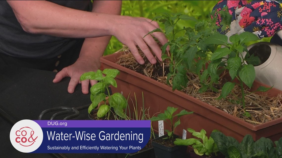 Water-Wise Gardening at Denver Urban Gardens [Video]