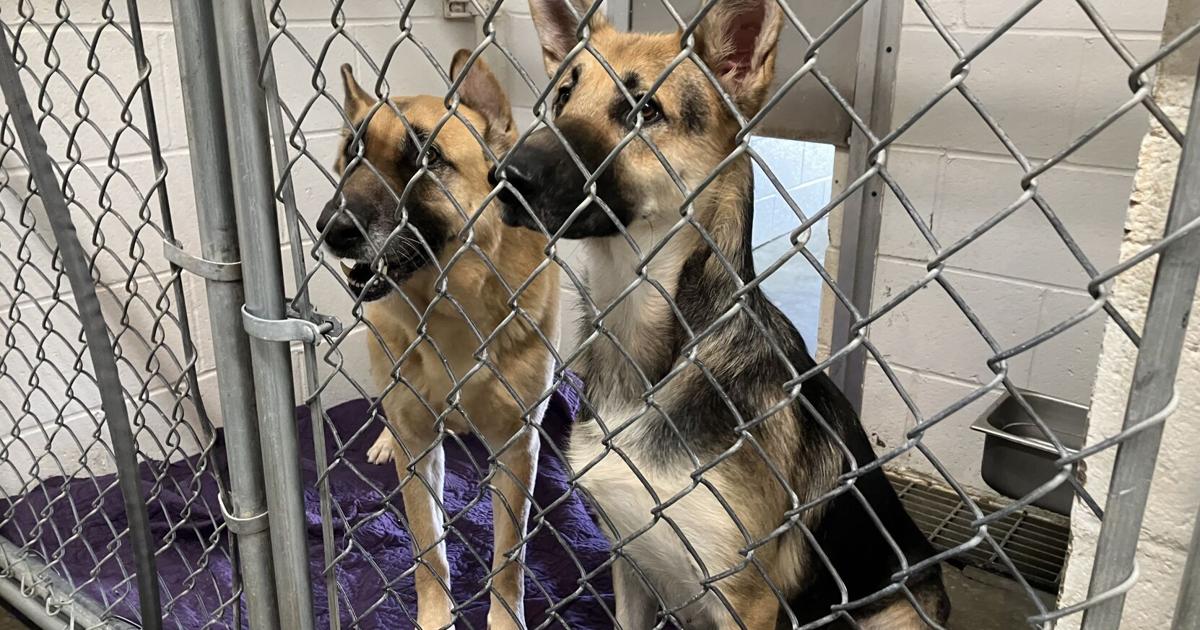 Shasta Lake Animal Shelter doing everything it can find fur-ever homes for their animals | News [Video]