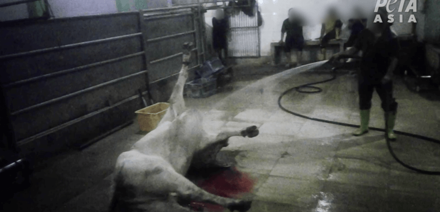 Live-Export Industry Sees Animals Thrashing and Bleeding on Abattoir Floor [Video]