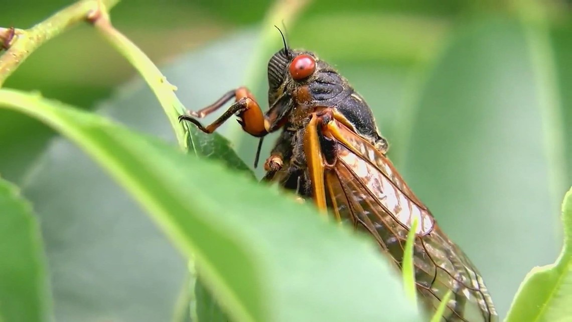 Early Missouri cicada emergence could happen this week [Video]