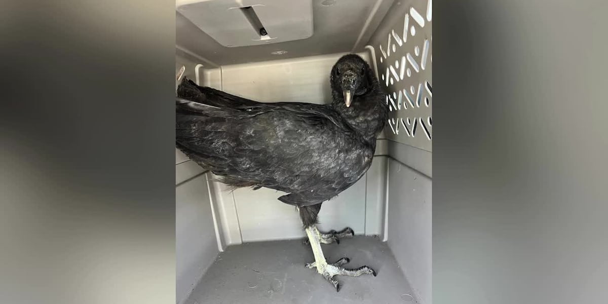 Rescuers thought vultures were on verge of dying, but they were drunk instead [Video]