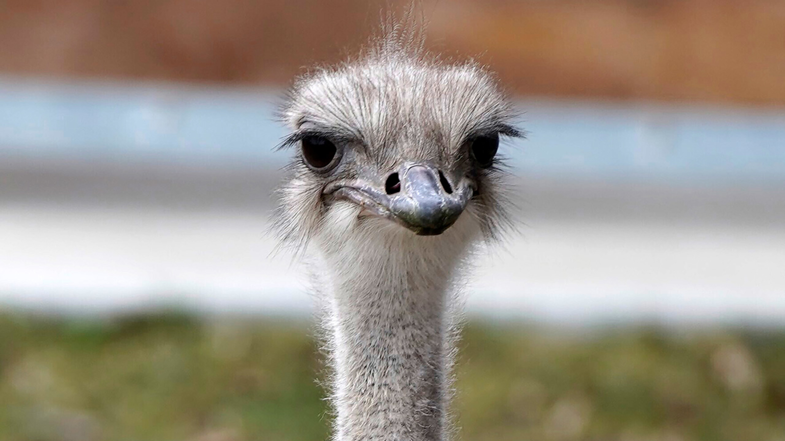 An adored ostrich at a Kansas zoo has died after swallowing a staff member’s keys [Video]