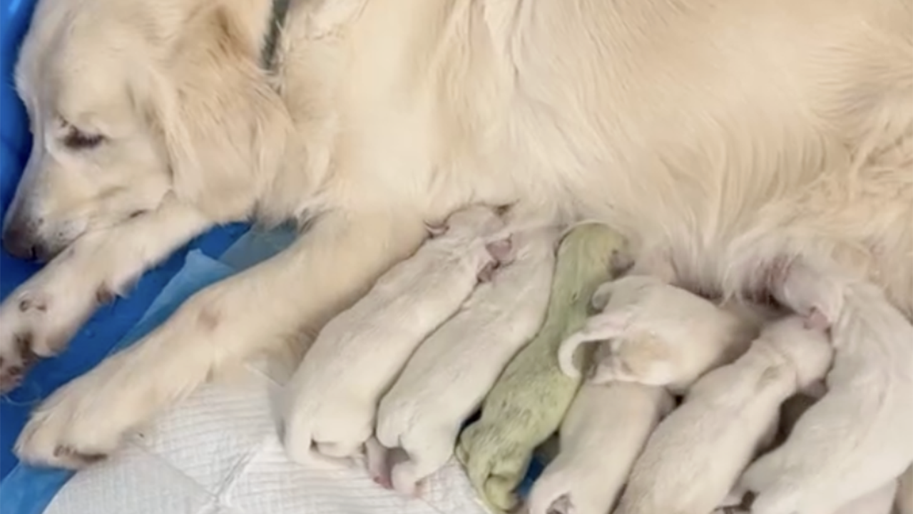 Dog in Florida born with lime green fur named ‘Shamrock’ goes viral [Video]