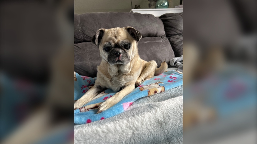 Manitoba family reunited with missing blind pug thanks to community support [Video]