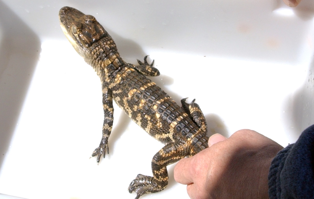 Baby gator found a year ago in Pa. sewage treatment plant doing fantastic [Video]