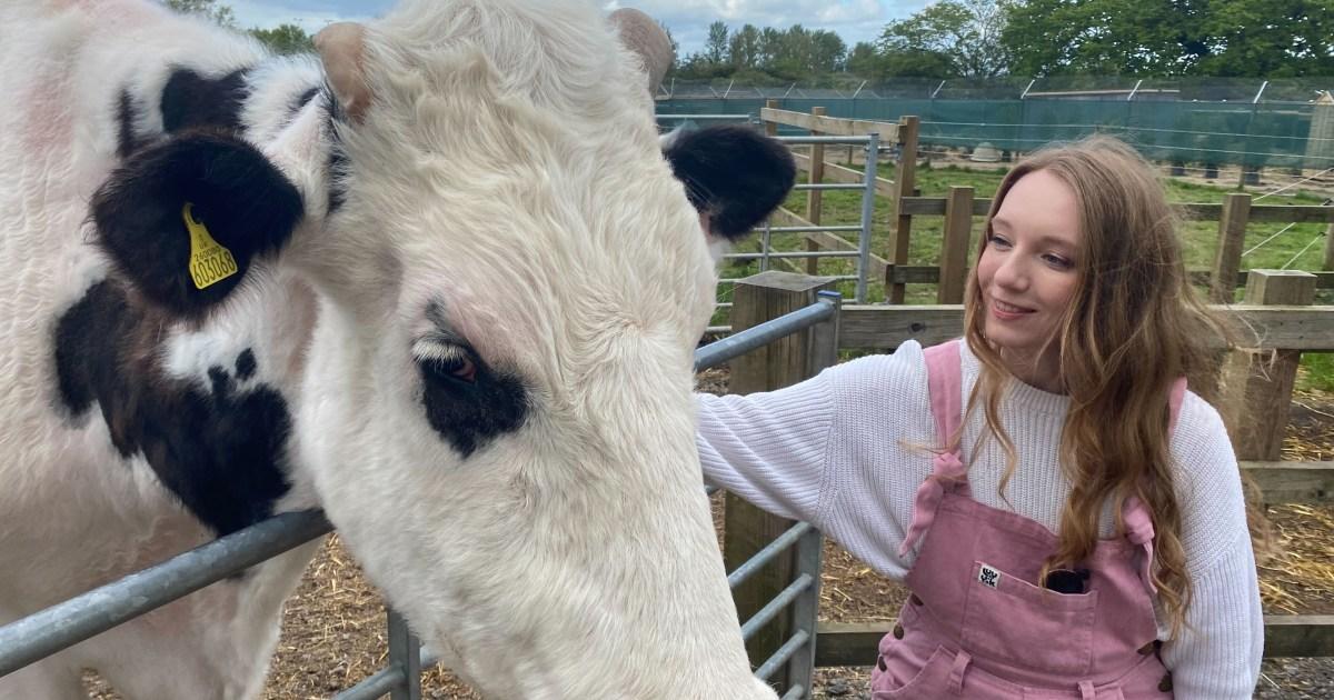 TikTok says cuddling cows is ‘therapeutic’ but my experience wasn’t [Video]