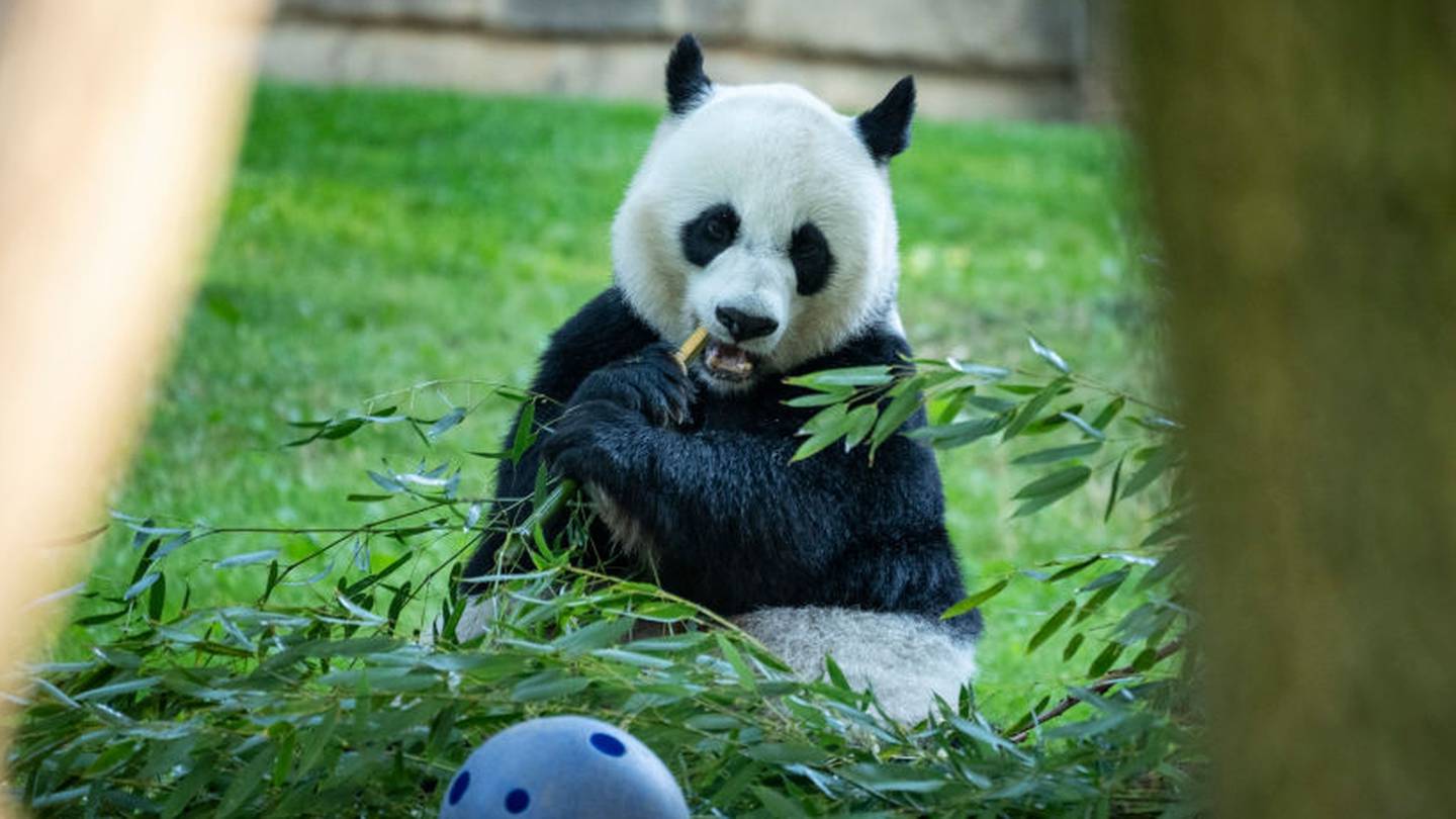Pandas to return to US; pair to live at San Diego Zoo  WSOC TV [Video]