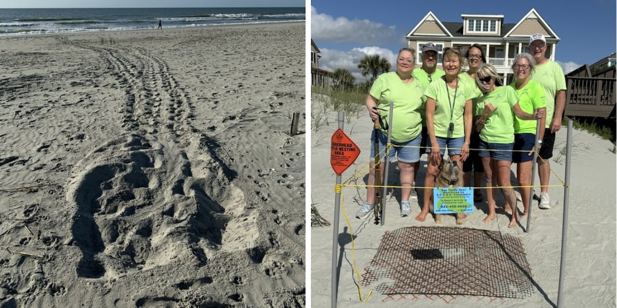 First sea turtle nest spotted in Garden City days before season starts [Video]
