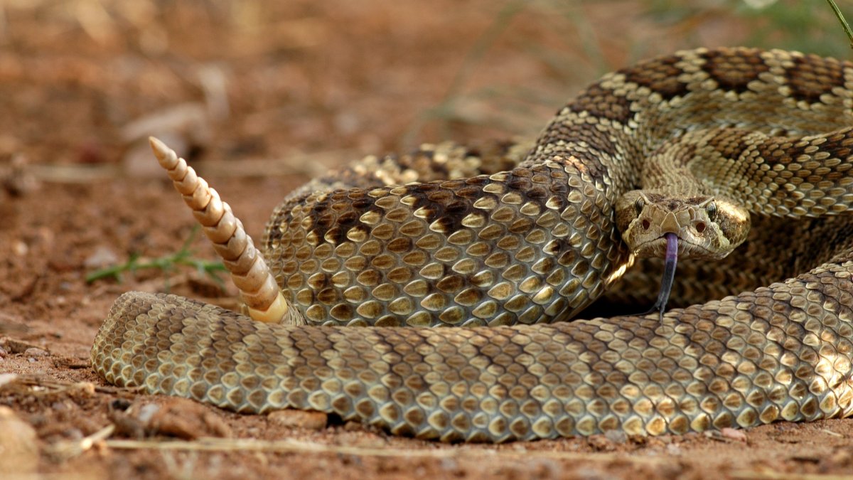 Hiker bitten by rattlesnake on Hidden Valley Trail near Murrieta  NBC Los Angeles [Video]