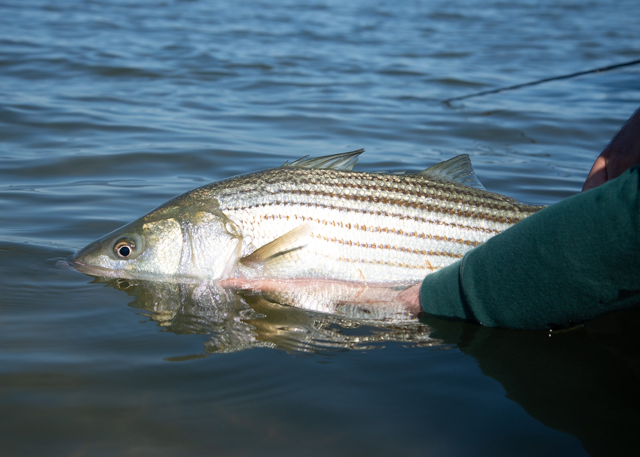 New state regulation increases catch size for Hudson River striped bass for 2024 season [Video]