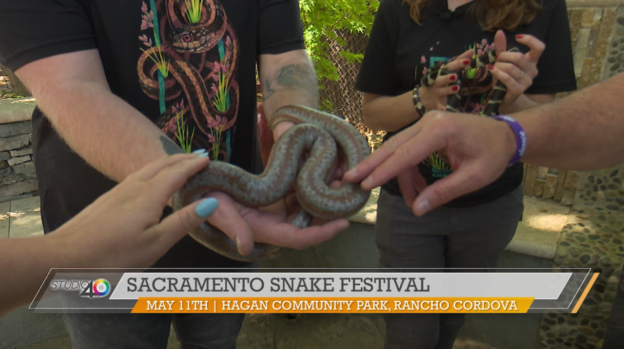 Save the Snakes, Snake Festival [Video]