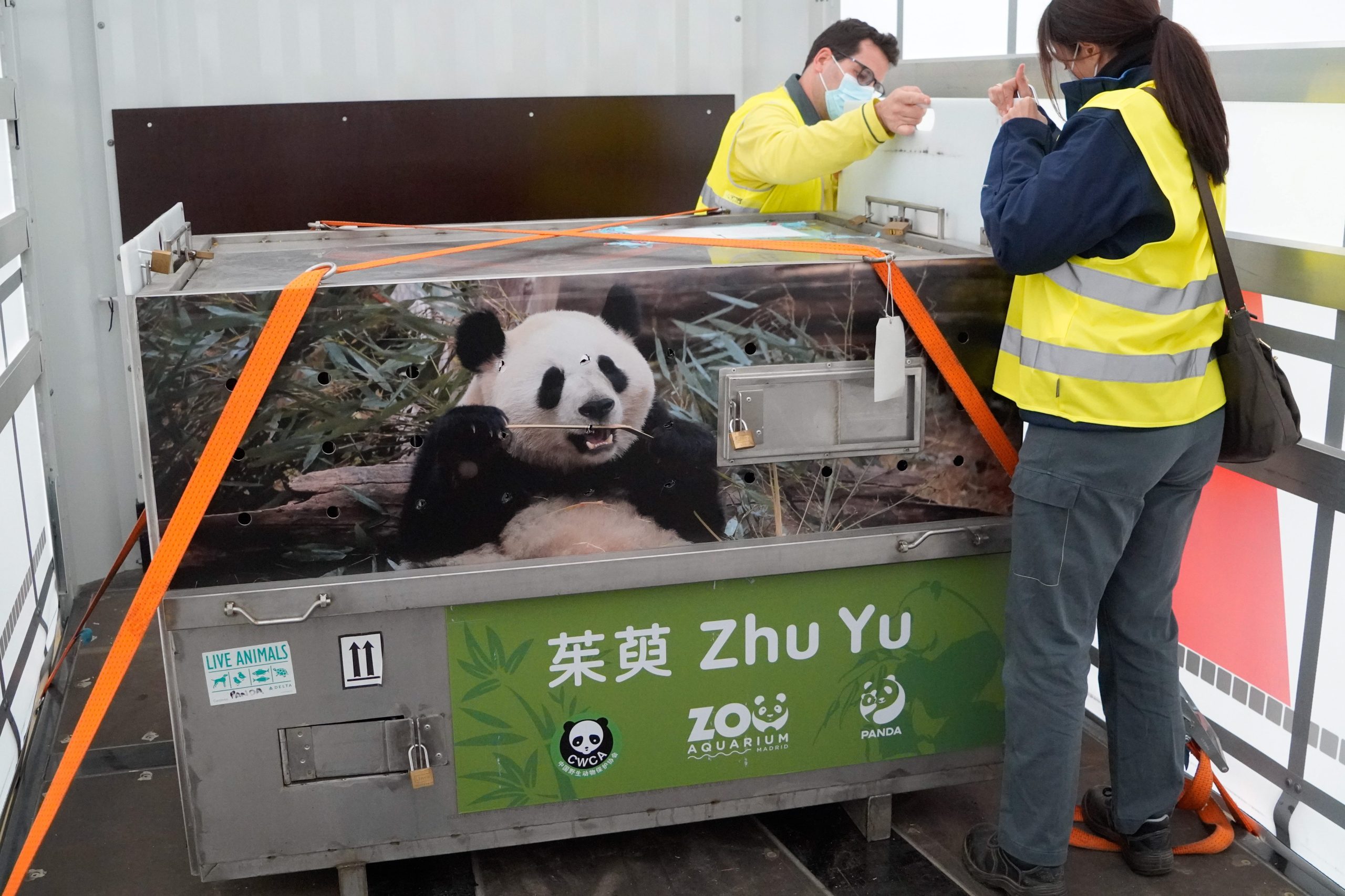 Adorable panda couple land in Spain from China: Jin Xi and Zhu Yu will spend the next few years at Madrid Zoo [Video]