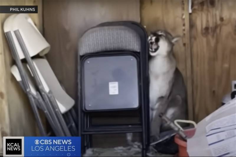 Mountain Lion Sleeps in Backyard Shed After Eating a Pet Turkey [Video]
