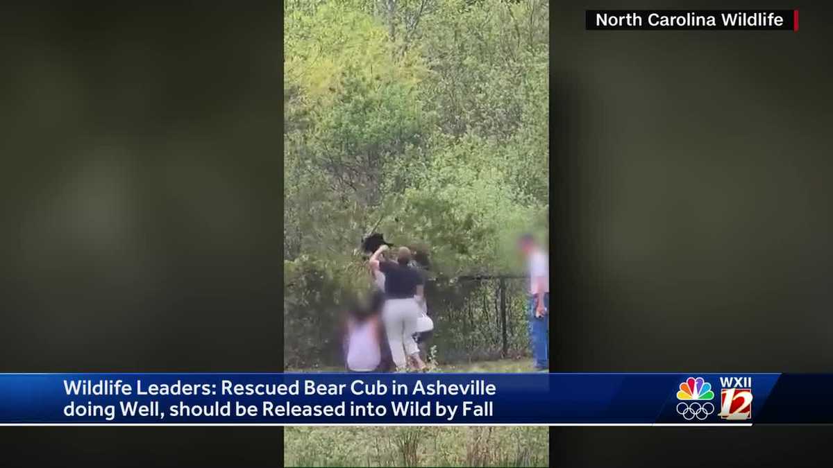 North Carolina wildlife service gives update on bear cub recovery [Video]