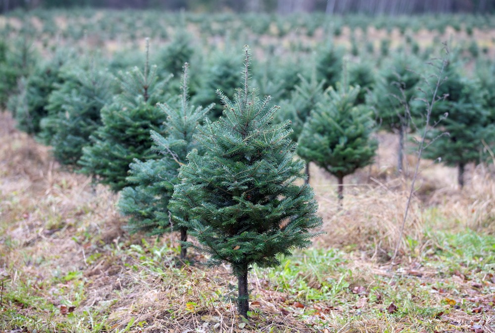 B.C. floods may tighten market for real Christmas trees [Video]