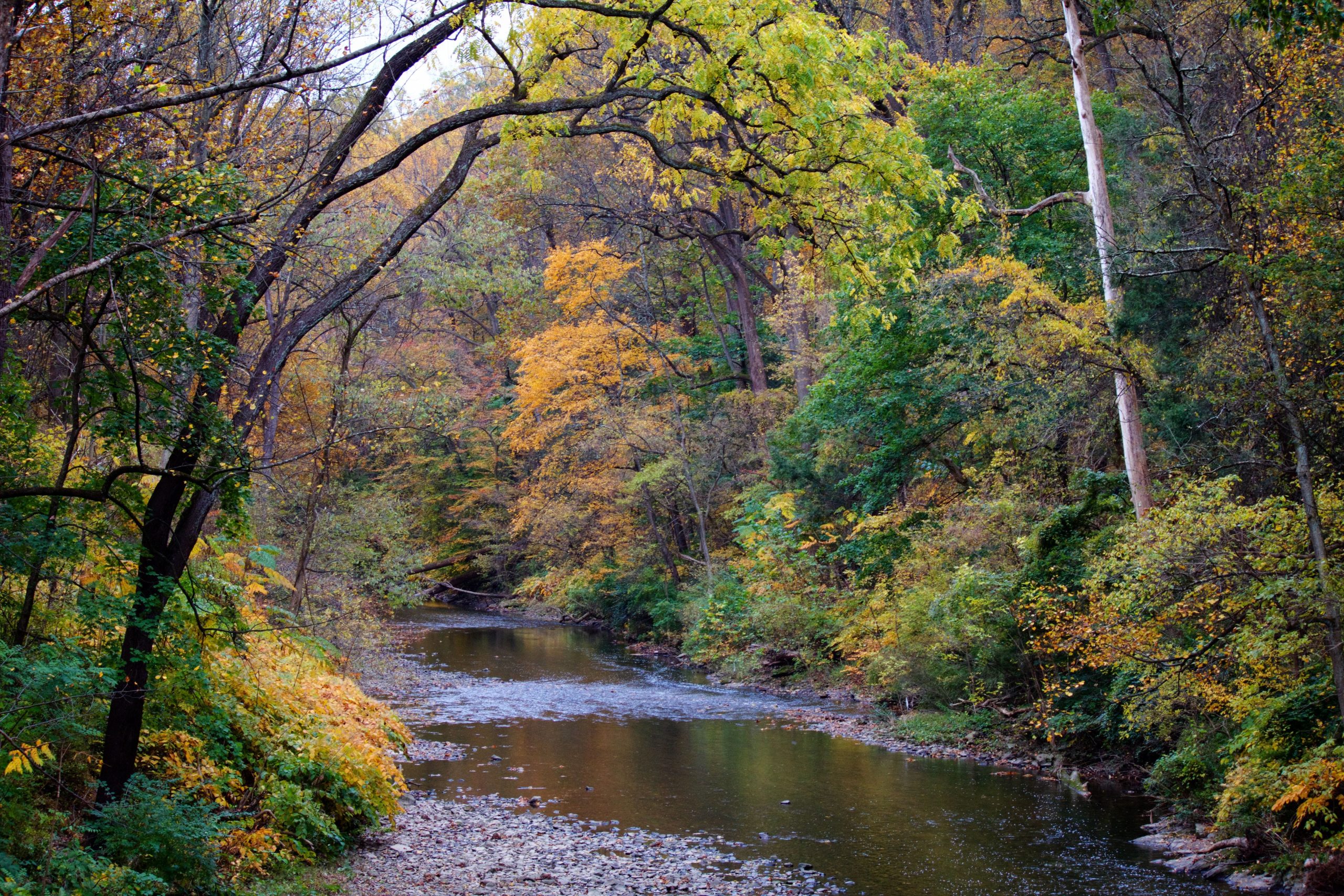 Friends of Wissahickon marks 100 years of conservation [Video]