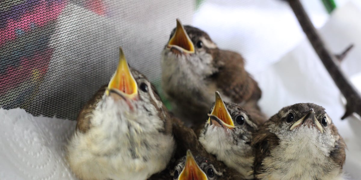 Decatur rehabilitation center working to replenish songbird population one rescue at a time [Video]