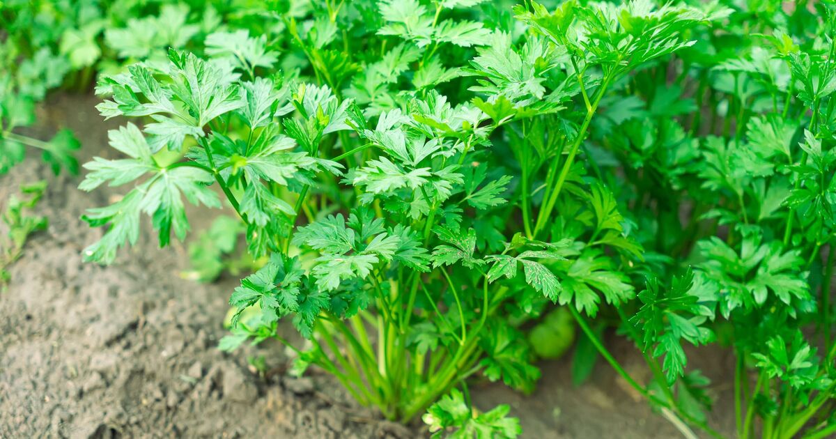 Keep parsley fresh for longer using fuss-free storage method every few days [Video]