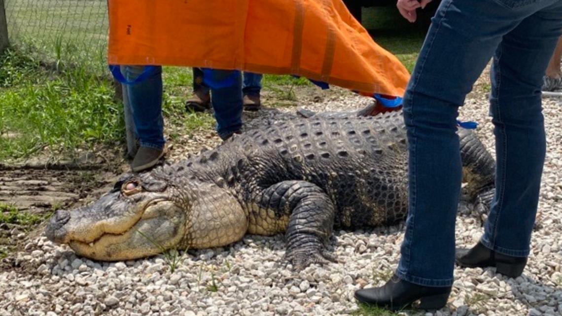Alligator seized in upstate New York gets new home in Beaumont [Video]