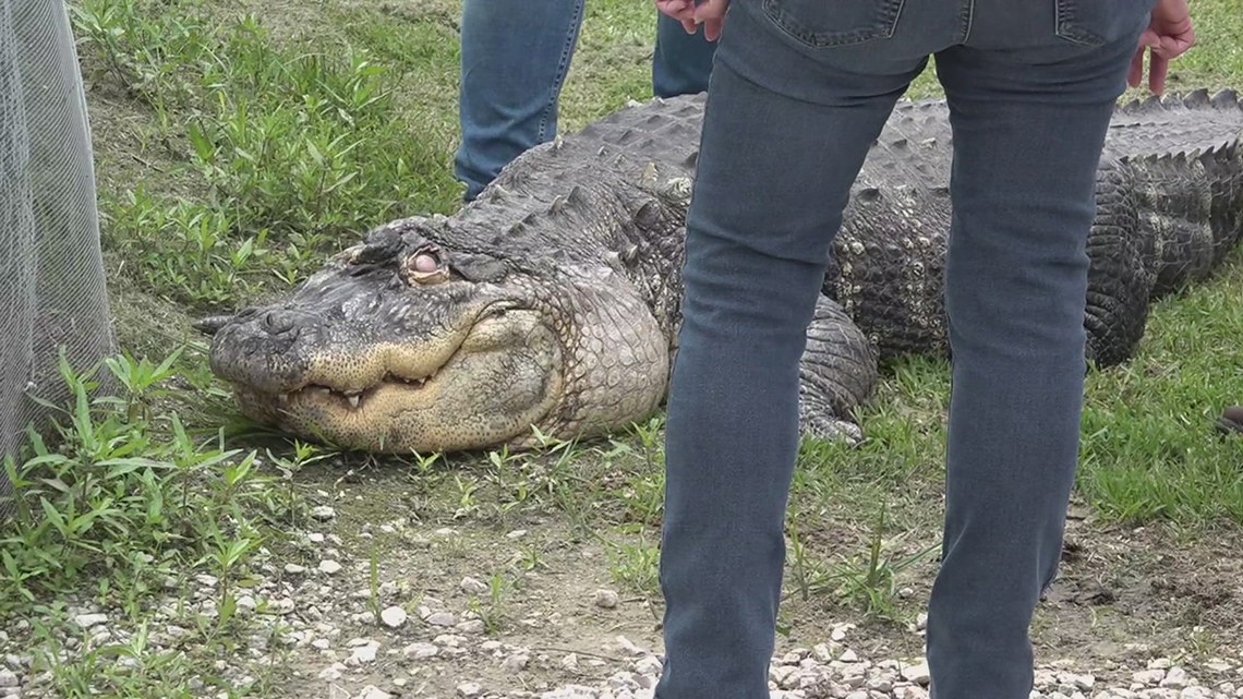 Alligator takes a 1,500 mile road trip from upstate New York to new home at Gator Country [Video]