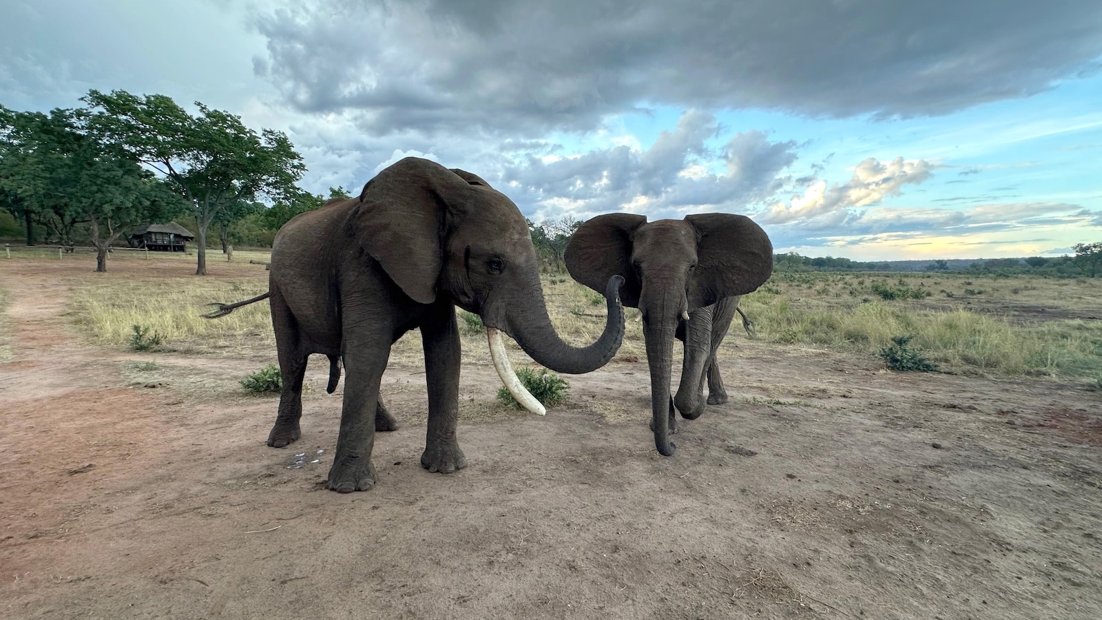 Study explores elephant greetings and how they change based on social relationships [Video]