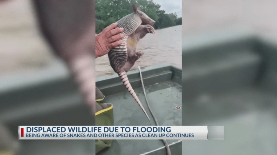 What not to do when encountering displaced wildlife after storms [Video]