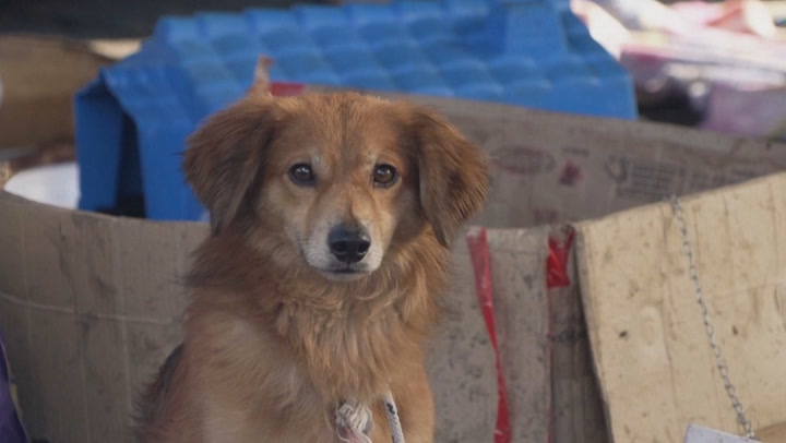 Makeshift shelter saves hundreds of dogs as floods devastate Brazil | News [Video]