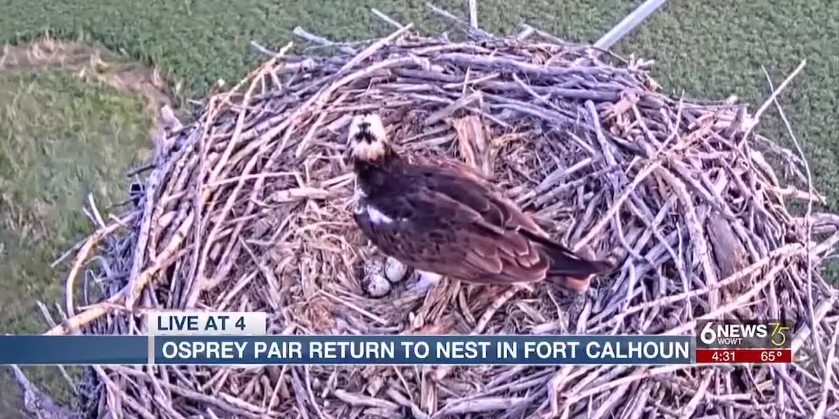 Osprey pair return to nest in Fort Calhoun [Video]