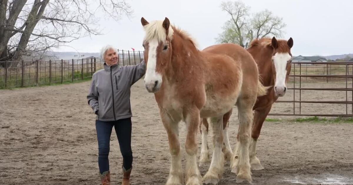 New documentary spotlights Billings horse rescue’s flood recovery [Video]