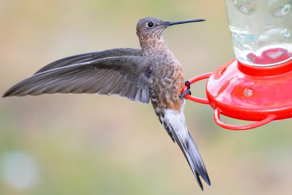 World’s Largest Hummingbird Is Actually Two Speci [Video]