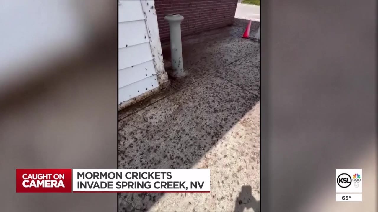 Video: Amid Nevada flower blooms, Mormon crickets cause commotion [Video]