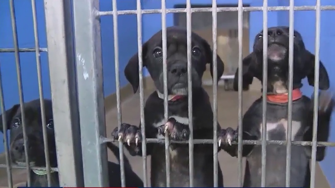Nearly 100 new pets brought to shelter in 1 day [Video]