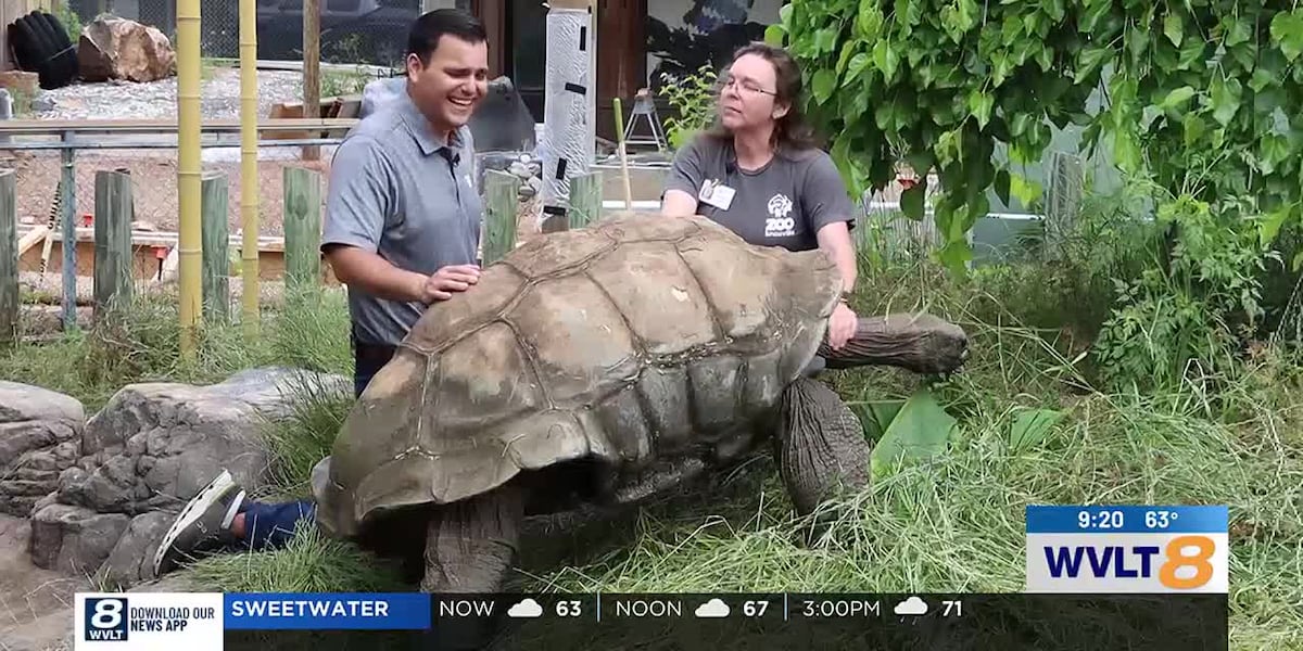Wild Inside: Big Al the tortoise is back in the sun! [Video]