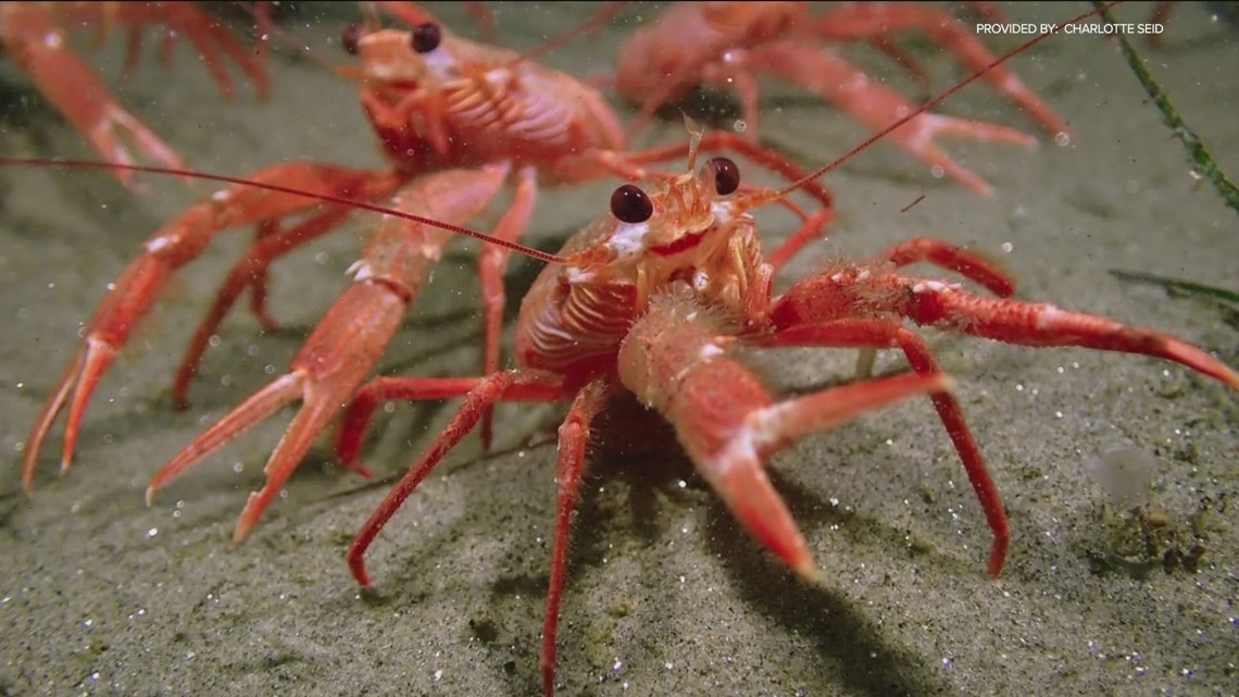 What are tuna crabs and why are they in San Diego waters? [Video]