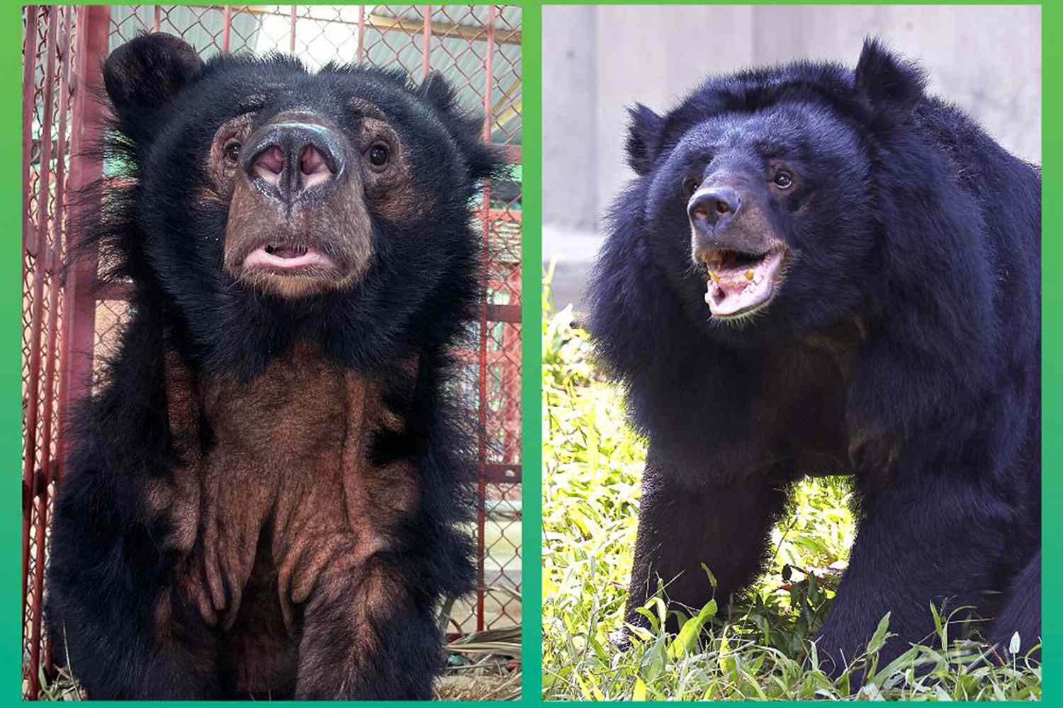 Sanctuary’s ‘Most Traumatized Bear’ Is Thriving a Year After Her Rescue [Video]