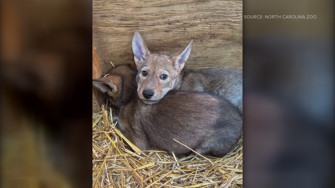 The NC Zoo’s red wolf breeding program is saving the species [Video]