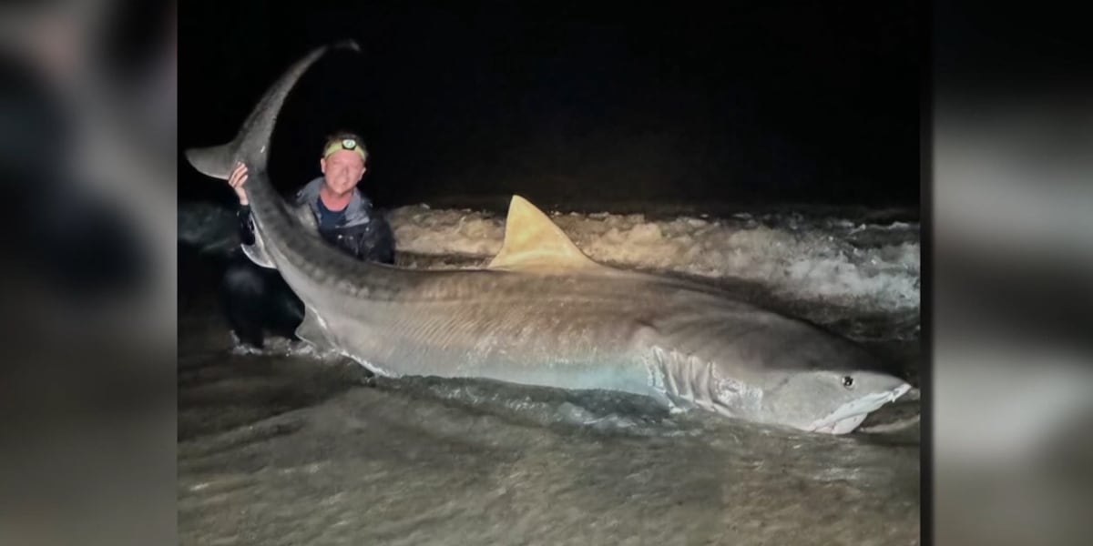 Fisherman unexpectedly catches 12-foot tiger shark [Video]