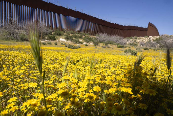 Botanists are scouring the US-Mexico border to document a forgotten ecosystem split by a giant wall [Video]