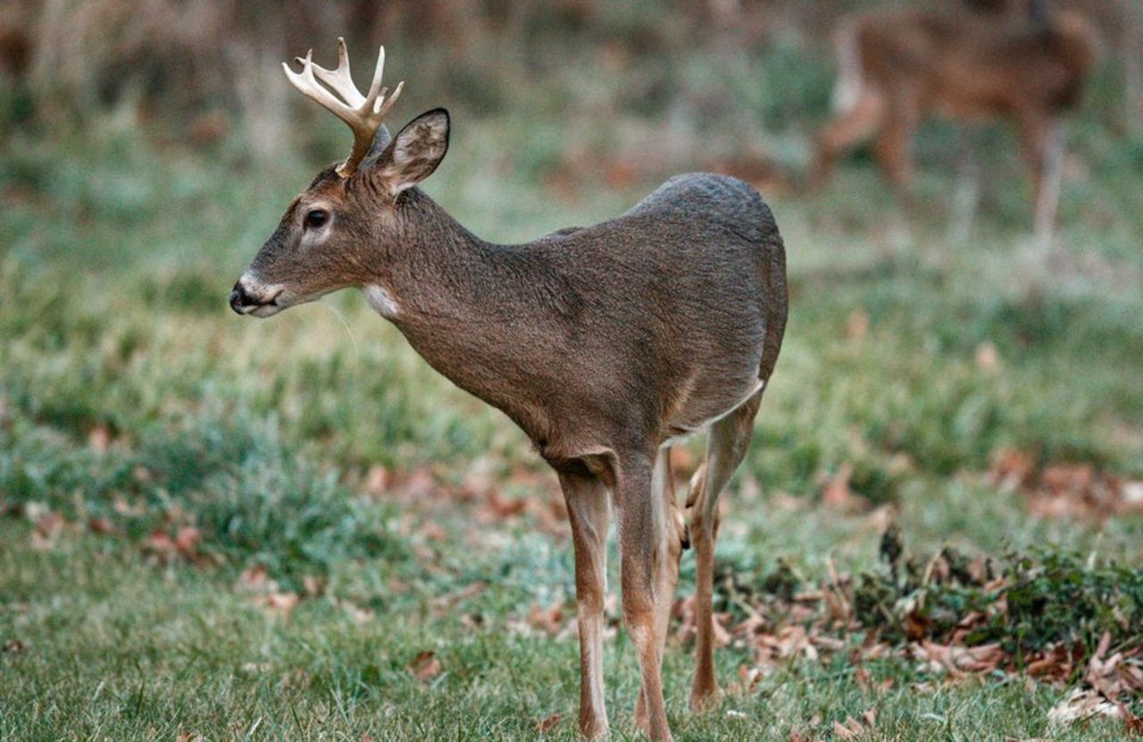 Whats better, Sunday or Monday? Pa. deer hunters debate opening date [Video]