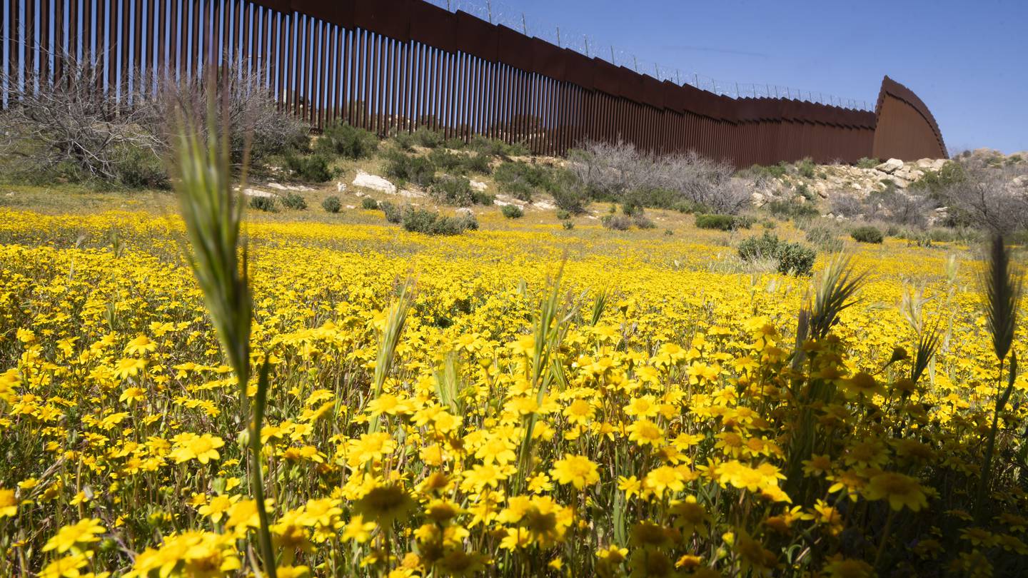 Botanists are scouring the US-Mexico border to document a forgotten ecosystem split by a giant wall  WHIO TV 7 and WHIO Radio [Video]