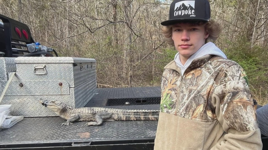 East Tennessee woman takes alligator on 700-mile road trip [Video]