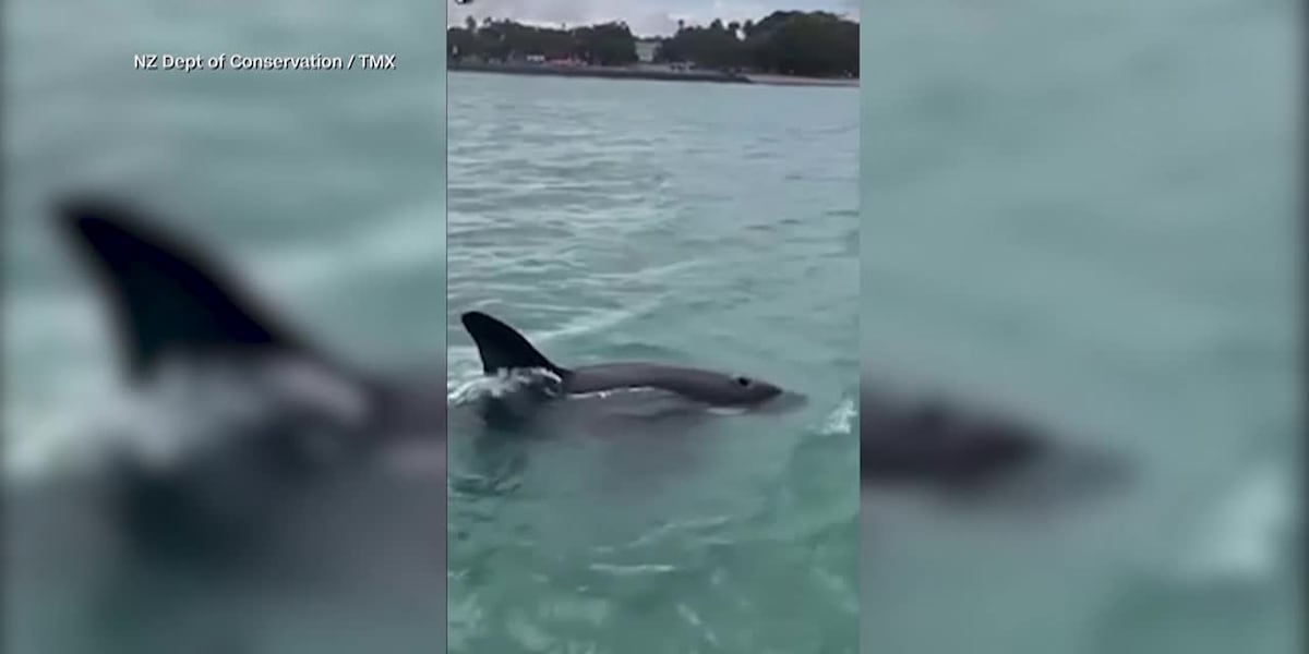 Take a look: Man allegedly tries to ‘body slam’ orca; scuba diver finds prehistoric fossil [Video]