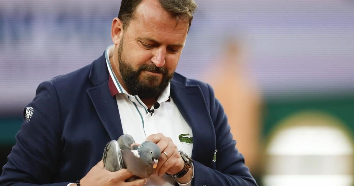 On a wing and a prayer, pigeon rescued by a French Open chair umpire during match [Video]