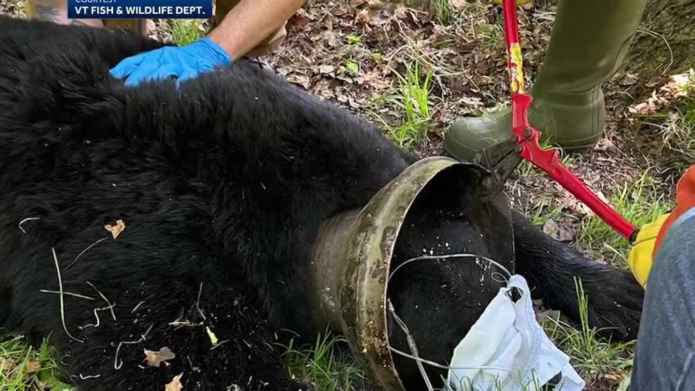 Bear freed weeks after getting its head stuck in a tight squeeze [Video]