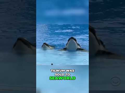 The Heartbreaking Story of Tilikum: From Tragedy to Exploitation at SeaWorld#naturefacts#Wildlif [Video]