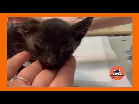 Small Stray Kitten Rescued for Emergency Treatment [Video]