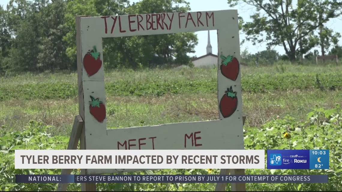East Texas berry farm reopens to public after storm damage [Video]