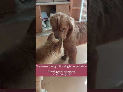 Four-month-old Golden Retriever sold by owner to dog meat market [Video]
