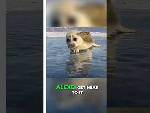 Rare and Heartwarming Encounter: Adorable Baby Seal Allows Photographer to Capture Stunning Photos [Video]